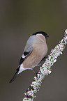 Eurasian bullfinch