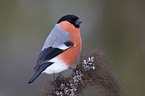 Eurasian bullfinch