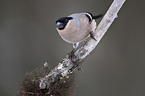 Eurasian bullfinch