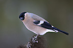 Eurasian bullfinch