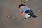 Eurasian bullfinch