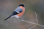 Eurasian bullfinch