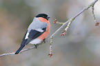 Eurasian bullfinch