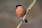 Eurasian bullfinch