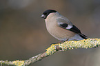 Eurasian bullfinch