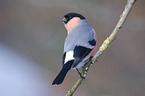 Eurasian bullfinch