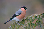 Eurasian bullfinch