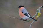 Eurasian bullfinch