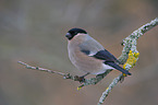 Eurasian bullfinch