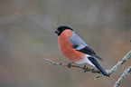 Eurasian bullfinch