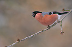 Eurasian bullfinch