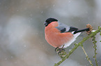 Eurasian bullfinch