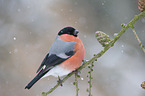 Eurasian bullfinch