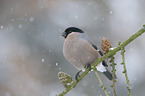 Eurasian bullfinch