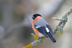 Eurasian bullfinch