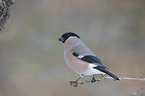 Eurasian bullfinch