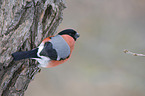 Eurasian bullfinch