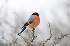 Eurasian bullfinch