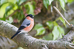 Eurasian bullfinch