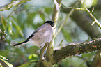 Eurasian bullfinch