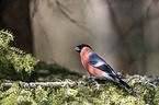 sitting Bullfinch