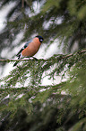 sitting Bullfinch