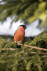 sitting Bullfinch