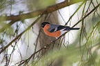 sitting Bullfinch