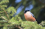 sitting Bullfinch