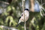 sitting Bullfinch