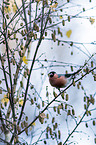 sitting Bullfinch