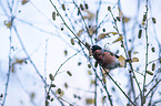 sitting Bullfinch