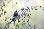 sitting Bullfinch