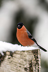 Eurasian bullfinch