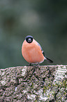 Eurasian bullfinch