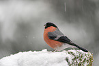 Eurasian bullfinch