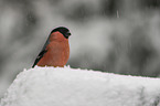 Eurasian bullfinch