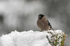 Eurasian bullfinch