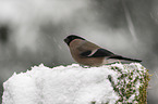 Eurasian bullfinch