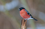 Eurasian bullfinch