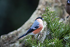 Bullfinch sitting on tree stump