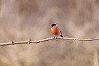 bullfinch