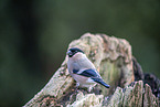 bullfinch