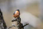 Eurasian bullfinch