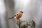 Eurasian bullfinch