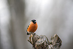 Eurasian bullfinch