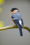 bullfinch