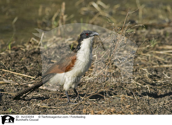 Burchell-Sporenkuckuck / Burchell's Coucal / HJ-03054