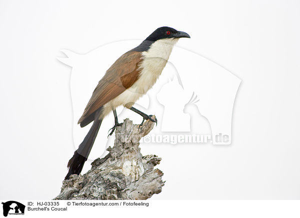 Burchell-Sporenkuckuck / Burchell's Coucal / HJ-03335