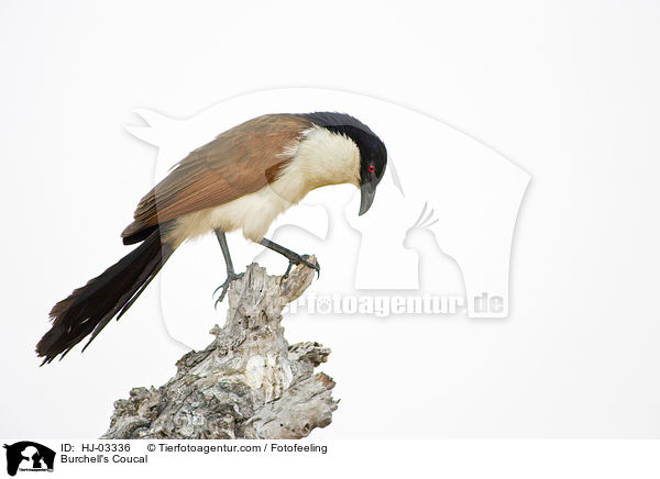 Burchell-Sporenkuckuck / Burchell's Coucal / HJ-03336